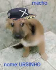 URSINHO