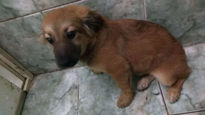 Cachorro ra a srd idade 2 a 6 meses nome URSINHO
