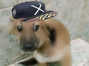 Cachorro raça srd idade 2 a 6 meses nome URSINHO