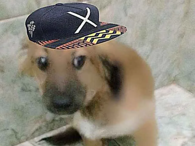 Cachorro ra a srd idade 2 a 6 meses nome URSINHO