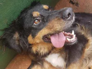 Cachorro raça Vira lata idade 2 anos nome Filó