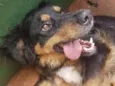 Cachorro raça Vira lata idade 2 anos nome Filó