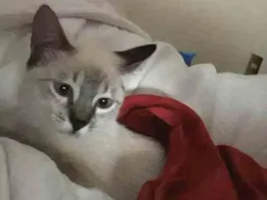 Gato raça Srd idade 2 a 6 meses nome Filo