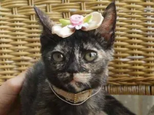 Gato raça  idade 2 a 6 meses nome Pérola