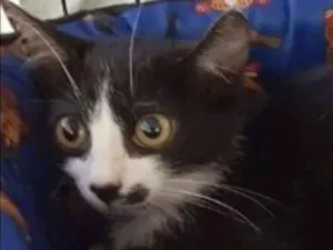 Gato raça  idade Abaixo de 2 meses nome Tom