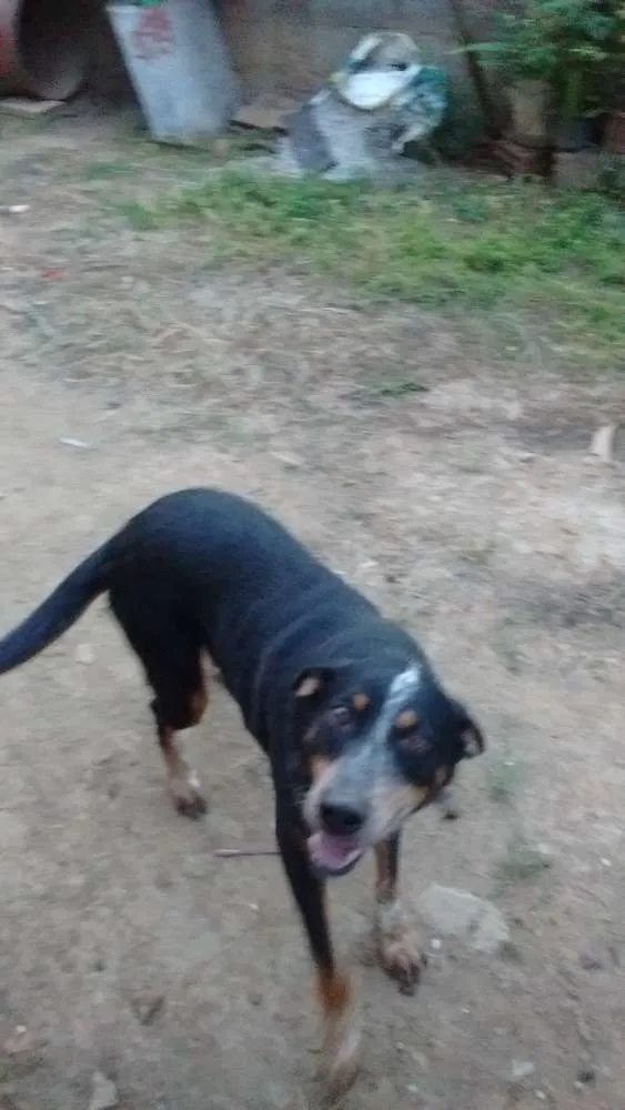 Cachorro raça Não definida idade 4 anos nome Chico