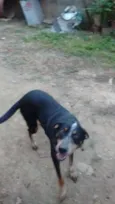 Chico