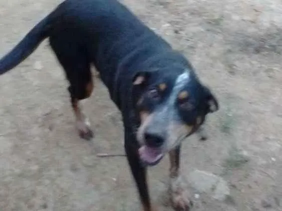 Cachorro raça Não definida idade 4 anos nome Chico