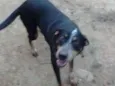 Chico