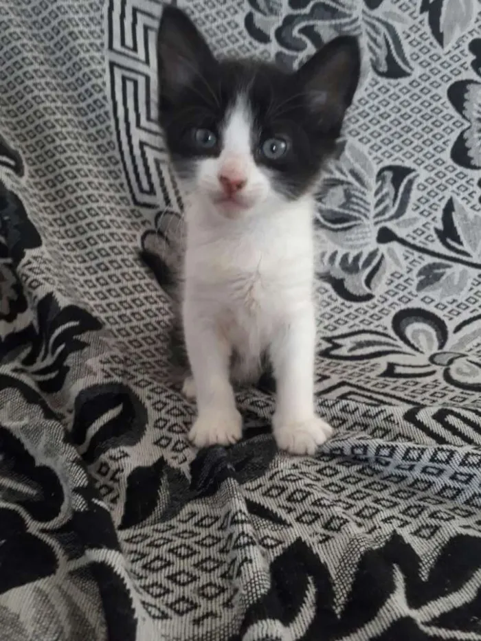 Gato ra a Srd idade 2 a 6 meses nome Sem nome