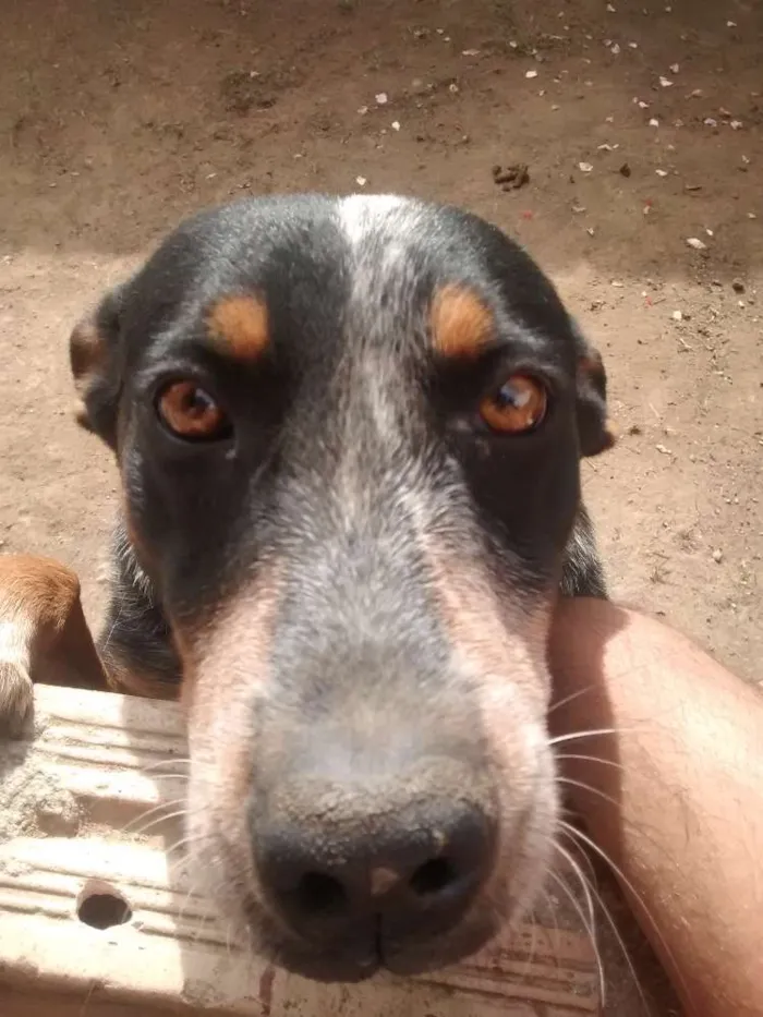 Cachorro raça Não definida idade 4 anos nome Chico