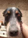 Chico