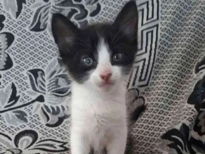 Gato ra a Srd idade 2 a 6 meses nome Sem nome