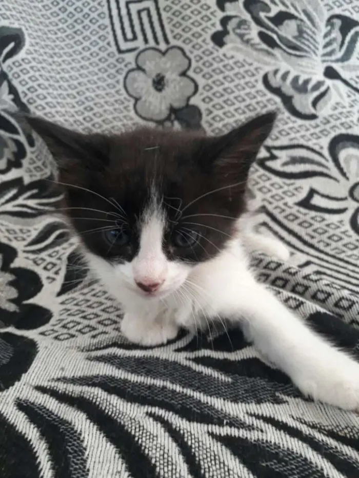Gato ra a Srd idade 2 a 6 meses nome Sem nome
