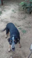 Chico