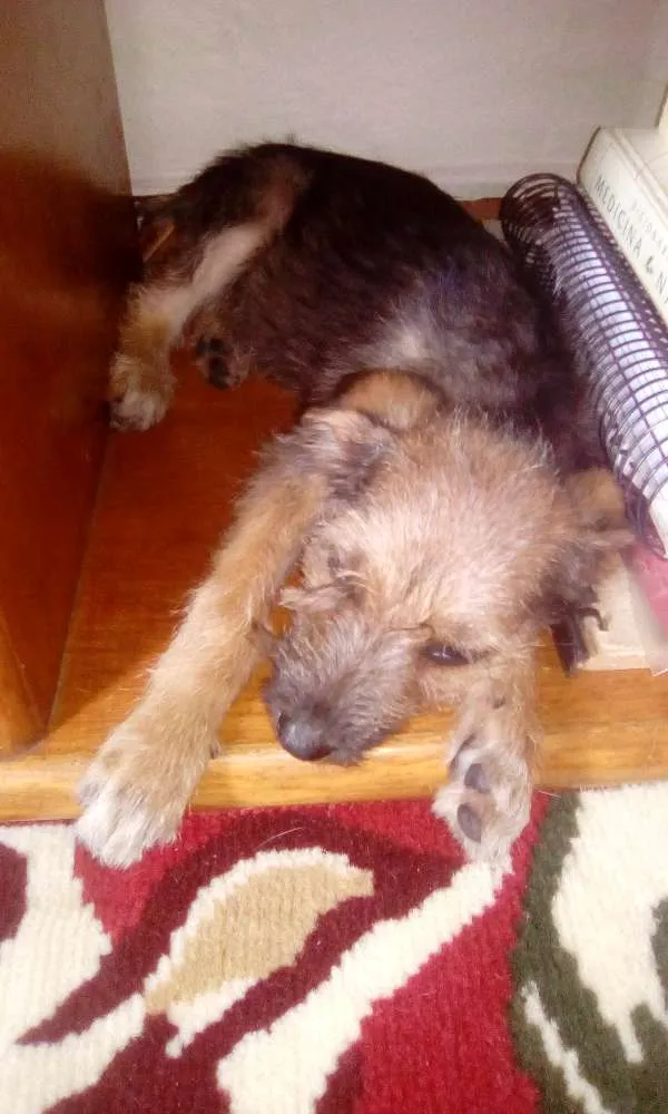 Cachorro ra a Não sei idade 2 a 6 meses nome Ragnar e Astrid