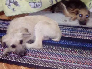 Cachorro raça Não sei idade 2 a 6 meses nome Ragnar e Astrid