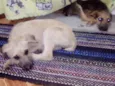 Ragnar e Astrid