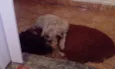 Ragnar e Astrid