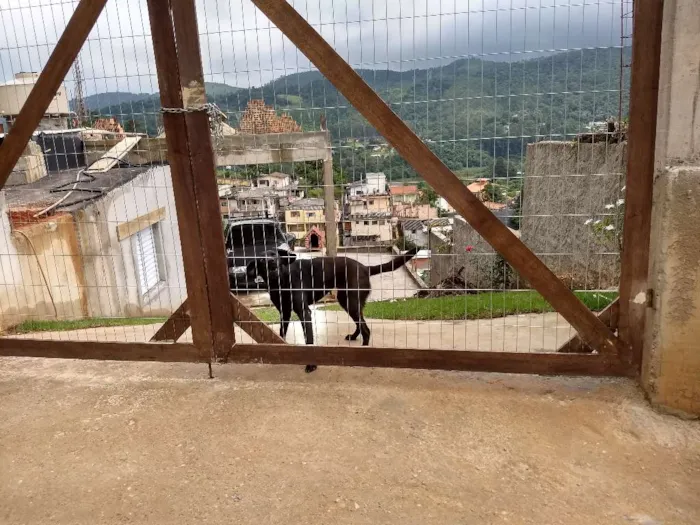 Cachorro ra a Viralata idade 1 ano nome Judi Regiani