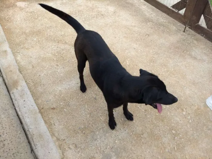 Cachorro ra a Viralata idade 1 ano nome Judi Regiani