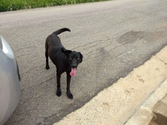 Cachorro ra a Viralata idade 1 ano nome Judi Regiani