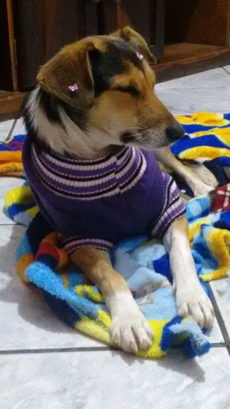 Cachorro ra a SRD idade 2 anos nome Margareth