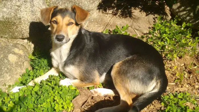 Cachorro ra a SRD idade 2 anos nome Margareth