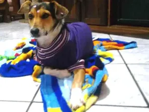 Cachorro raça SRD idade 2 anos nome Margareth