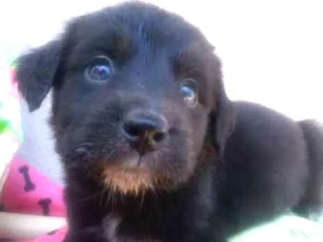 Cachorro ra a Vira lata idade 2 a 6 meses nome Sem nome