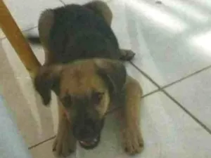 Cachorro raça SRD idade 2 a 6 meses nome Laila