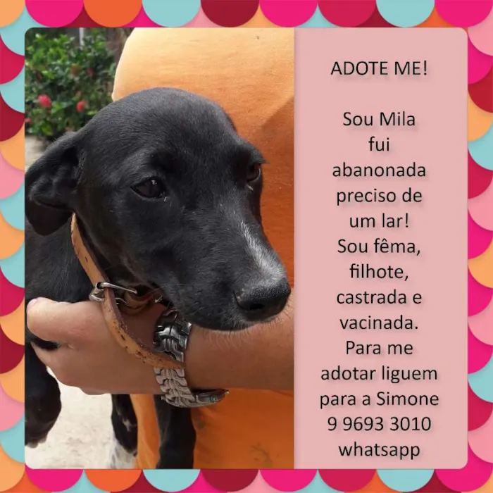 Cachorro raça SRD idade 2 a 6 meses nome MILA
