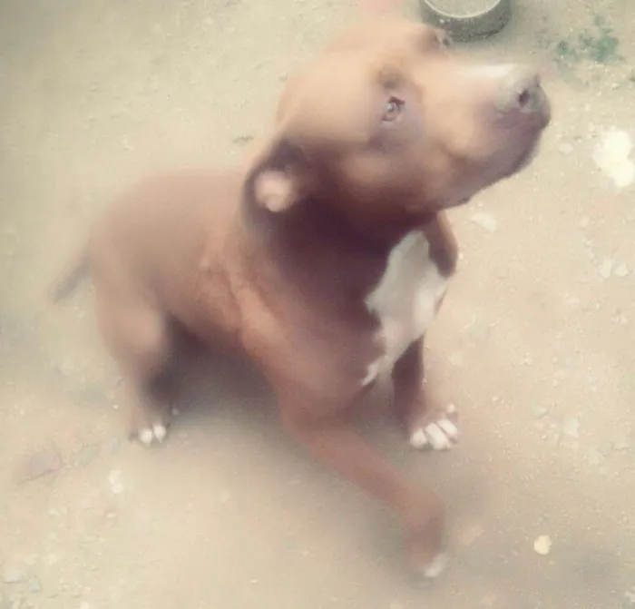 Cachorro ra a Pitbull idade 5 anos nome Gilberto