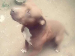 Cachorro raça Pitbull idade 5 anos nome Gilberto