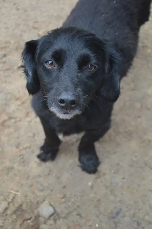 Cachorro ra a SRD idade 3 anos nome Pretinho