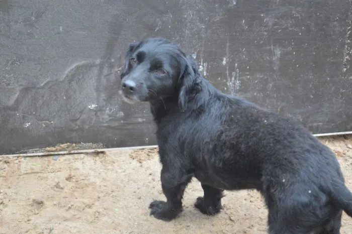 Cachorro ra a SRD idade 3 anos nome Pretinho