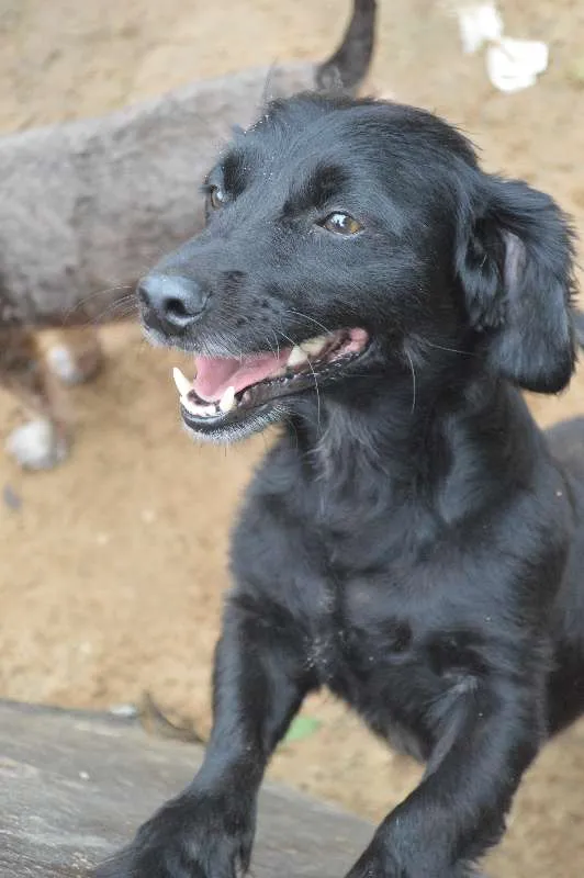 Cachorro ra a SRD idade 3 anos nome Pretinho