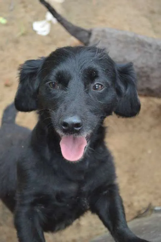 Cachorro ra a SRD idade 3 anos nome Pretinho