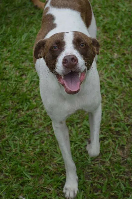 Cachorro ra a SRD idade 3 anos nome Pintada