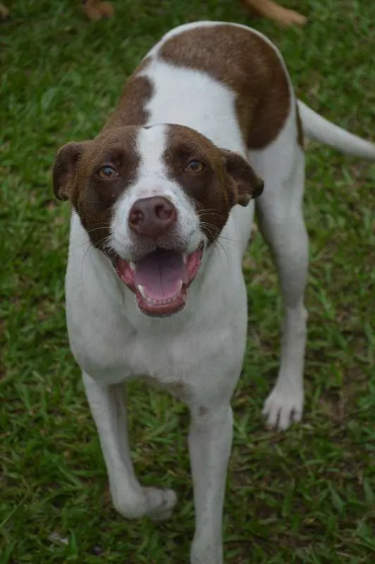 Cachorro ra a SRD idade 3 anos nome Pintada