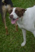 Pintada