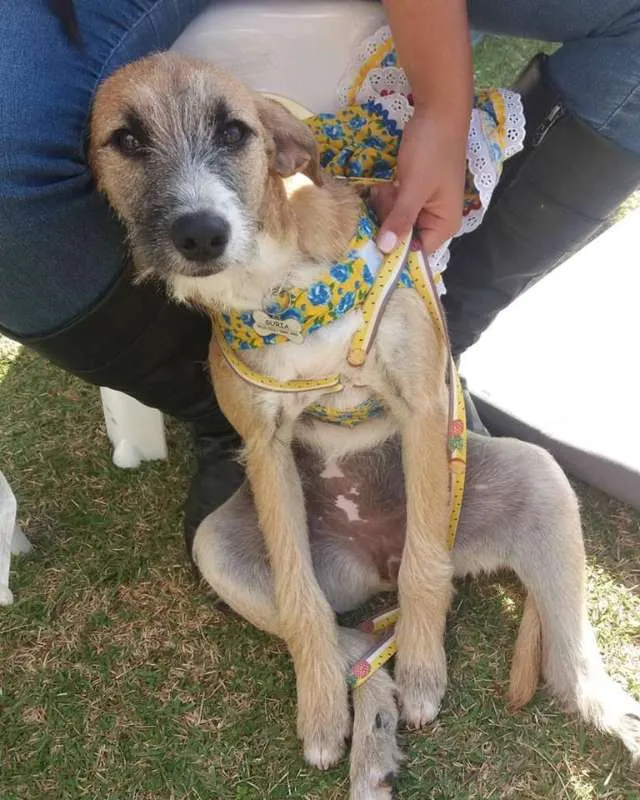 Cachorro ra a SRD idade 1 ano nome Surya