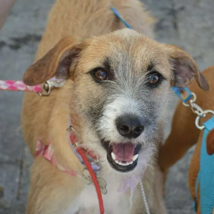 Cachorro ra a SRD idade 1 ano nome Surya