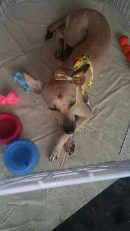 Cachorro ra a SRD idade 7 a 11 meses nome Xandele