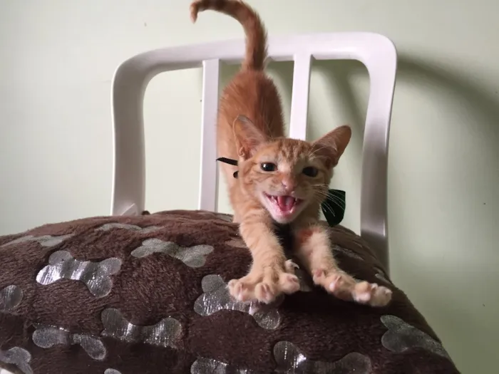 Gato ra a SRD idade 2 a 6 meses nome Rihanna 