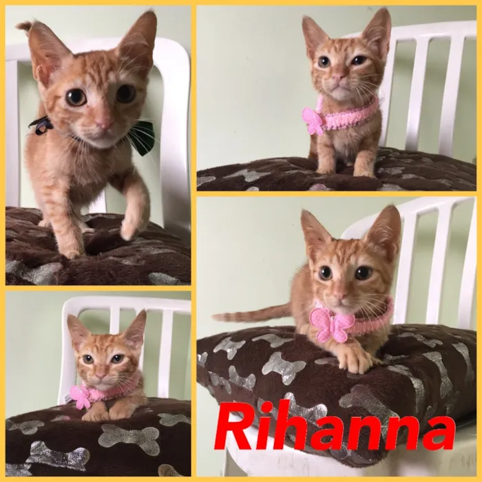 Gato ra a SRD idade 2 a 6 meses nome Rihanna 