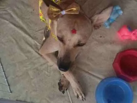Cachorro ra a SRD idade 7 a 11 meses nome Xandele