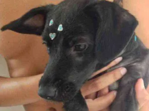 Cachorro raça SRD idade 2 anos nome Cacau