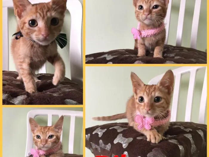 Gato ra a SRD idade 2 a 6 meses nome Rihanna 