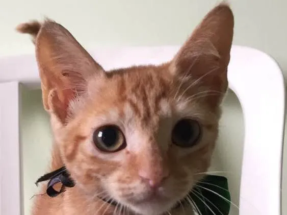 Gato ra a SRD idade 2 a 6 meses nome Rihanna 